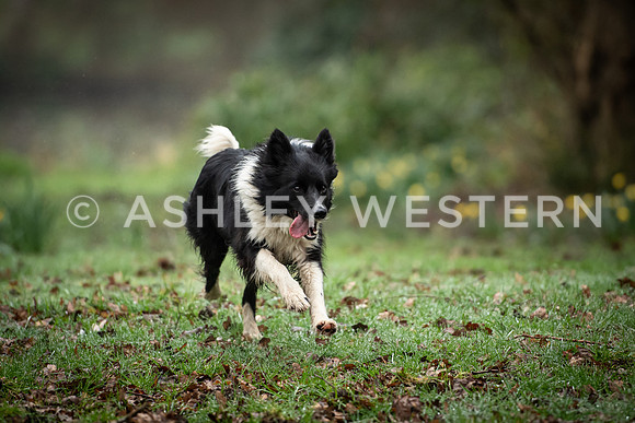 Gundog training with Bad-Dogs in Surrey