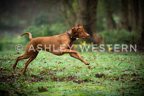 Gundog training with Bad-Dogs in Surrey