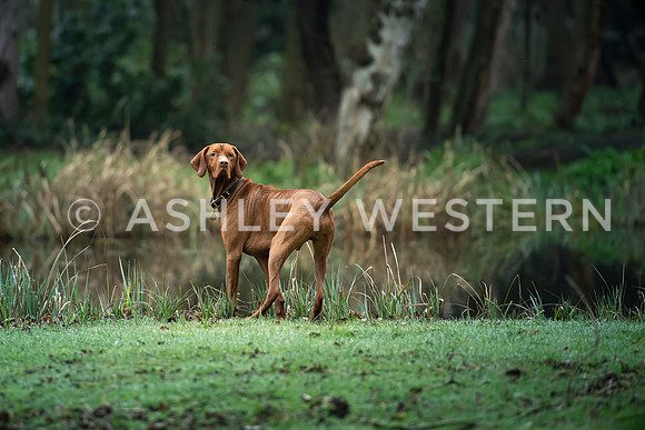 Gundog training with Bad-Dogs in Surrey