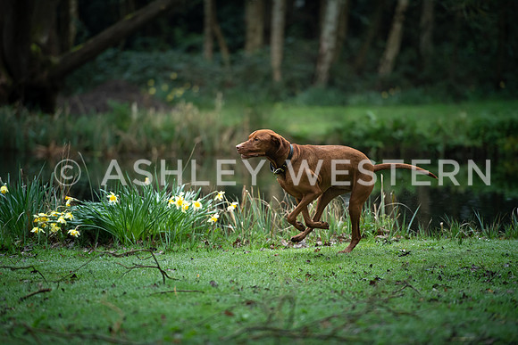 Gundog training with Bad-Dogs in Surrey