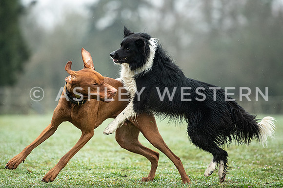 Gundog training with Bad-Dogs in Surrey