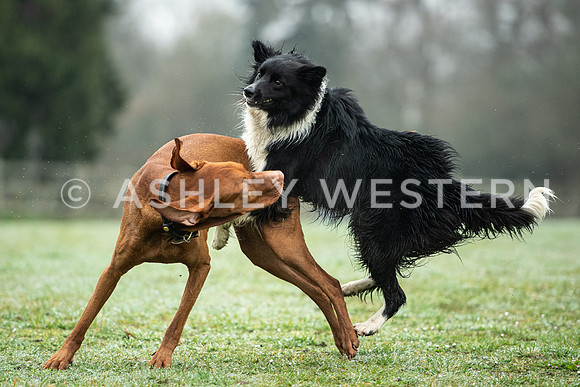 Gundog training with Bad-Dogs in Surrey
