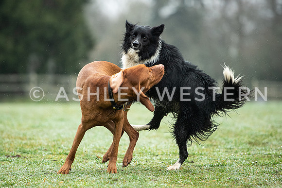 Gundog training with Bad-Dogs in Surrey