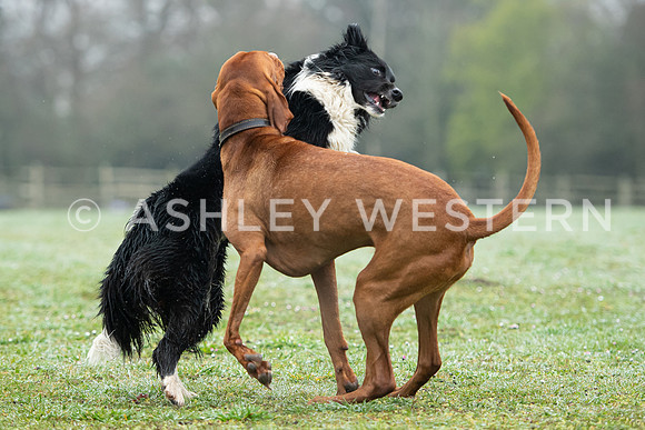 Gundog training with Bad-Dogs in Surrey