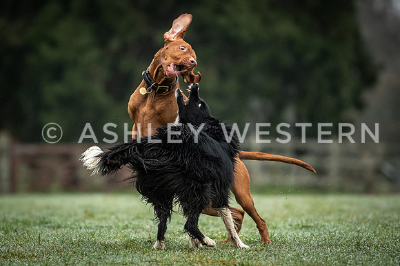 Gundog training with Bad-Dogs in Surrey