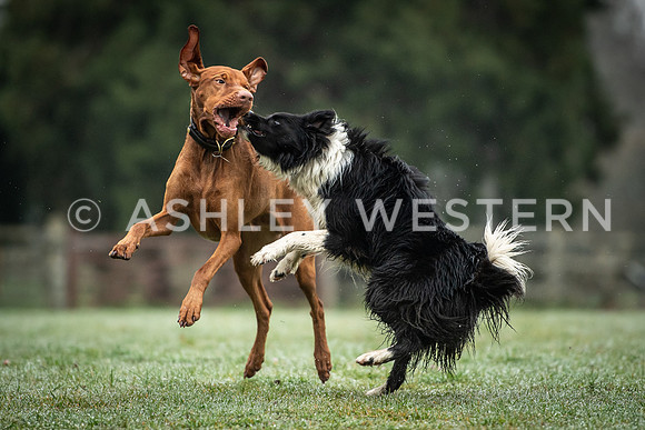 Gundog training with Bad-Dogs in Surrey
