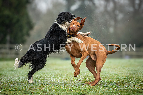 Gundog training with Bad-Dogs in Surrey