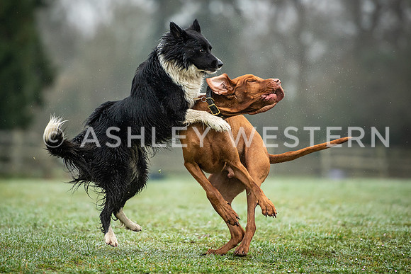 Gundog training with Bad-Dogs in Surrey