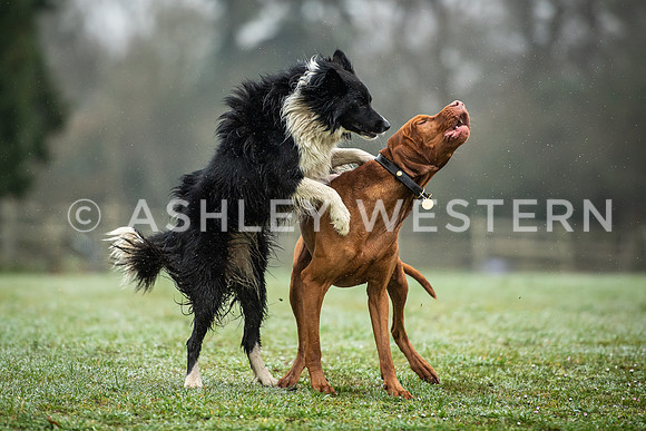 Gundog training with Bad-Dogs in Surrey
