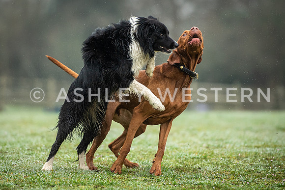 Gundog training with Bad-Dogs in Surrey
