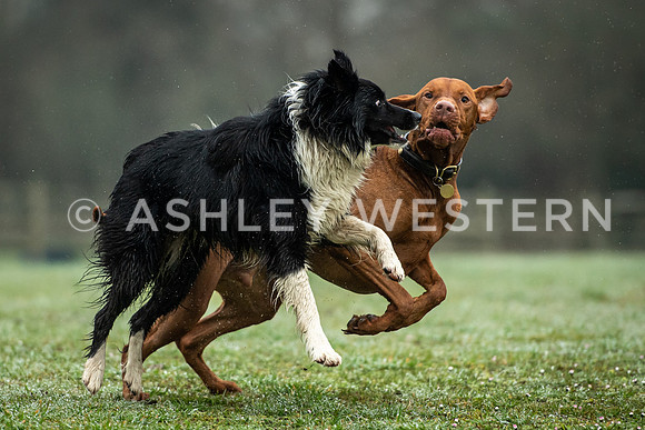 Gundog training with Bad-Dogs in Surrey