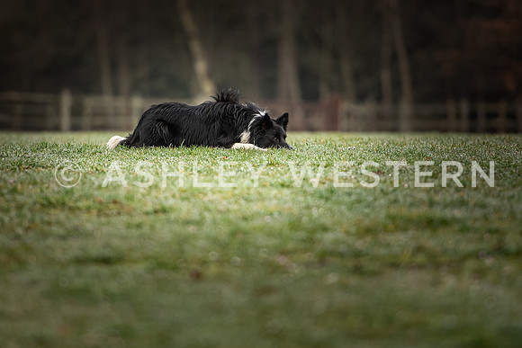Gundog training with Bad-Dogs in Surrey