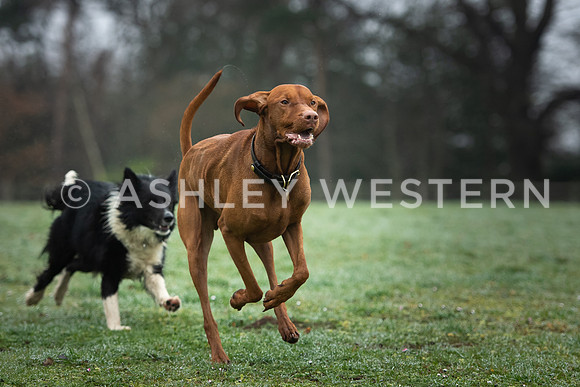 Gundog training with Bad-Dogs in Surrey