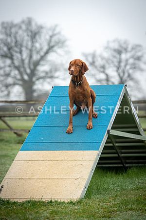 Gundog training with Bad-Dogs in Surrey