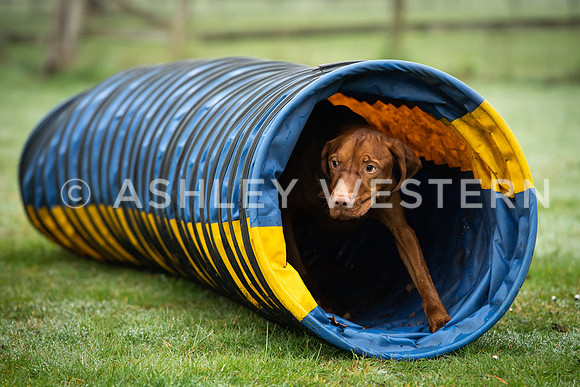Gundog training with Bad-Dogs in Surrey