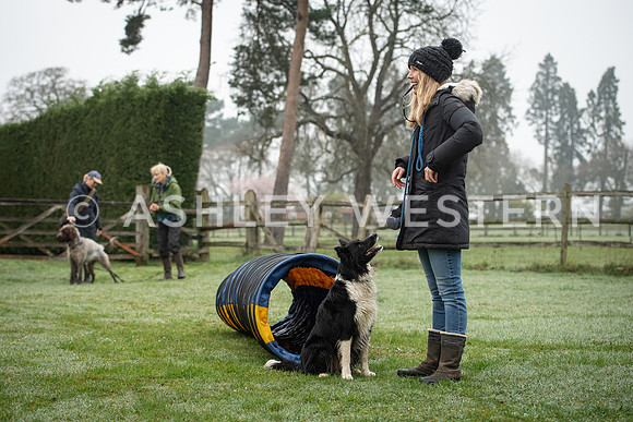 Gundog training with Bad-Dogs in Surrey