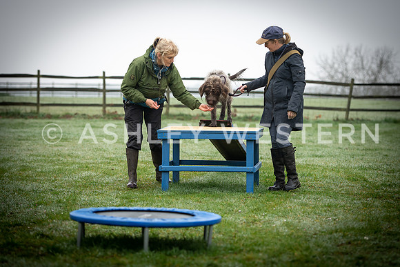 Gundog training with Bad-Dogs in Surrey