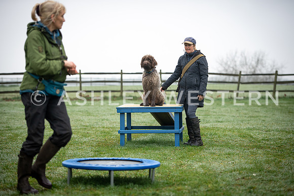 Gundog training with Bad-Dogs in Surrey