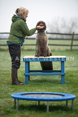 Gundog training with Bad-Dogs in Surrey
