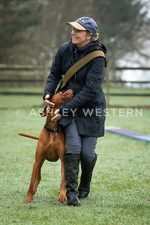 Gundog training with Bad-Dogs in Surrey
