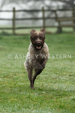 Gundog training with Bad-Dogs in Surrey