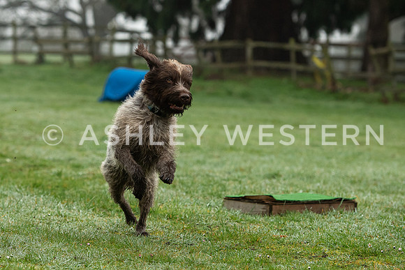 Gundog training with Bad-Dogs in Surrey
