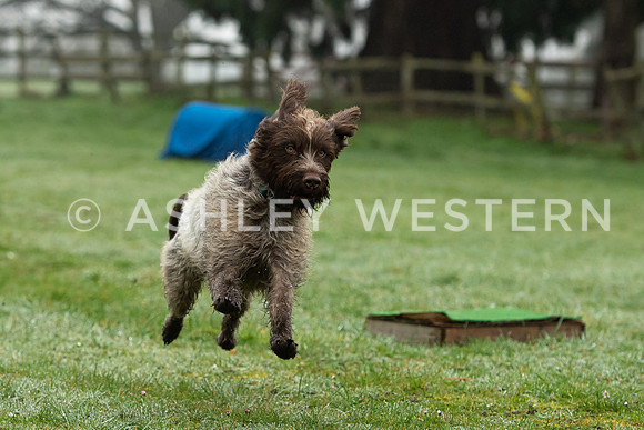 Gundog training with Bad-Dogs in Surrey