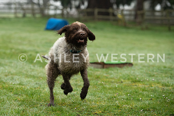 Gundog training with Bad-Dogs in Surrey