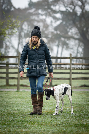 Gundog training with Bad-Dogs in Surrey