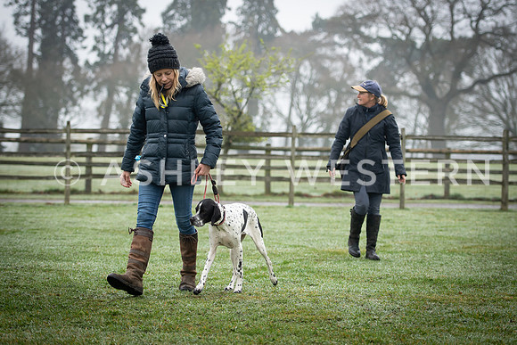 Gundog training with Bad-Dogs in Surrey