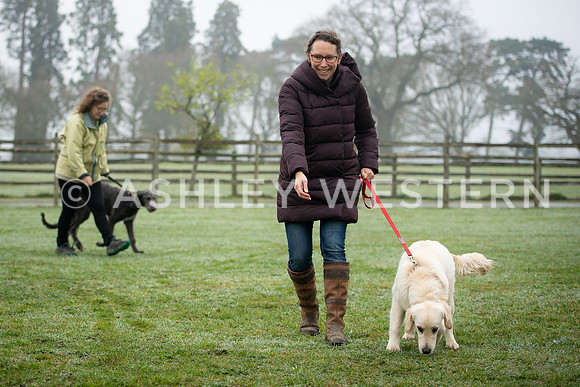 Gundog training with Bad-Dogs in Surrey