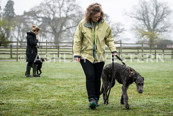 Gundog training with Bad-Dogs in Surrey