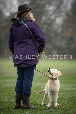 Gundog training with Bad-Dogs in Surrey
