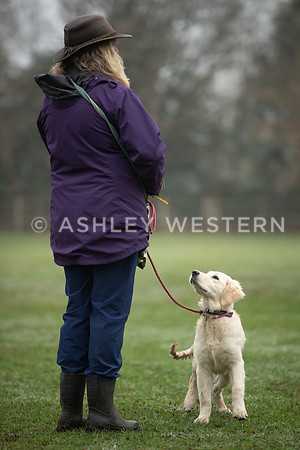 Gundog training with Bad-Dogs in Surrey