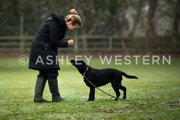 Gundog training with Bad-Dogs in Surrey