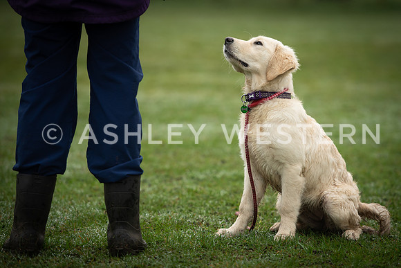 Gundog training with Bad-Dogs in Surrey