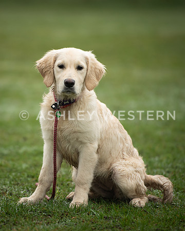 Gundog training with Bad-Dogs in Surrey