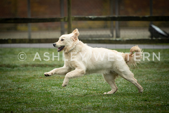 Gundog training with Bad-Dogs in Surrey
