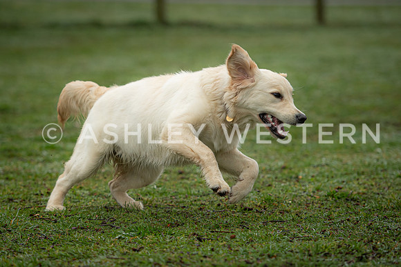 Gundog training with Bad-Dogs in Surrey