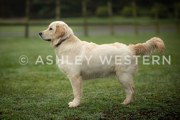 Gundog training with Bad-Dogs in Surrey