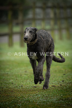 Gundog training with Bad-Dogs in Surrey