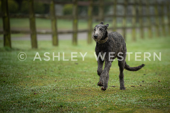 Gundog training with Bad-Dogs in Surrey