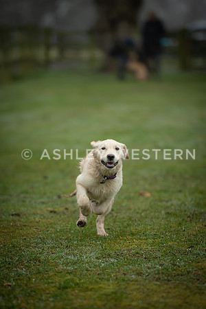 Gundog training with Bad-Dogs in Surrey