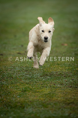 Gundog training with Bad-Dogs in Surrey