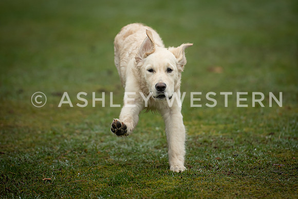 Gundog training with Bad-Dogs in Surrey