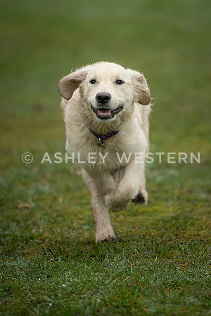 Gundog training with Bad-Dogs in Surrey