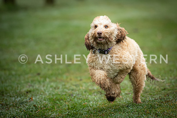Gundog training with Bad-Dogs in Surrey