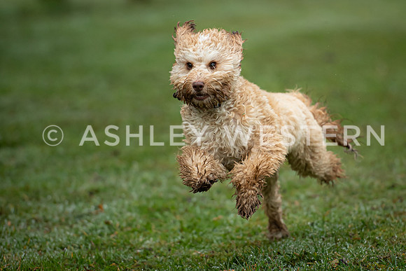 Gundog training with Bad-Dogs in Surrey