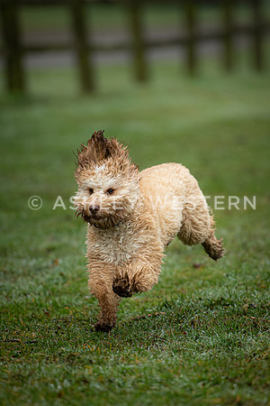Gundog training with Bad-Dogs in Surrey