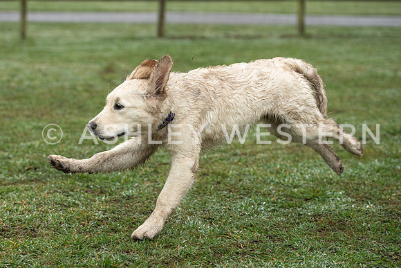 Gundog training with Bad-Dogs in Surrey
